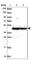 NSFL1 Cofactor antibody, HPA047108, Atlas Antibodies, Western Blot image 