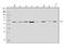 Mitogen-Activated Protein Kinase Kinase 5 antibody, A03980-3, Boster Biological Technology, Western Blot image 