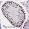 Synaptonemal Complex Protein 3 antibody, NB300-230, Novus Biologicals, Immunohistochemistry paraffin image 