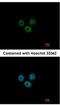 RCC1 And BTB Domain Containing Protein 1 antibody, NBP2-20116, Novus Biologicals, Immunofluorescence image 
