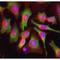FMR1 antibody, IQ216, Immuquest, Immunofluorescence image 