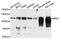 Myelin Associated Glycoprotein antibody, A7186, ABclonal Technology, Western Blot image 