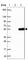 Guanine Deaminase antibody, HPA030387, Atlas Antibodies, Western Blot image 