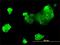 Myosin Heavy Chain 9 antibody, H00004627-M01, Novus Biologicals, Immunofluorescence image 