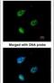 Importin subunit alpha-4 antibody, PA5-21749, Invitrogen Antibodies, Immunofluorescence image 