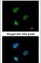 Karyopherin Subunit Alpha 4 antibody, PA5-21749, Invitrogen Antibodies, Immunofluorescence image 