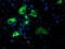 NUCB1 antibody, M07305, Boster Biological Technology, Immunofluorescence image 