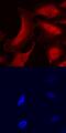 Ubiquitin Associated And SH3 Domain Containing B antibody, AF6696, R&D Systems, Immunofluorescence image 