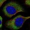 Eukaryotic Translation Initiation Factor 4E antibody, NBP2-57098, Novus Biologicals, Immunofluorescence image 