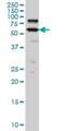 Pogo Transposable Element Derived With KRAB Domain antibody, H00057645-M01, Novus Biologicals, Western Blot image 