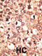 Cryptochrome Circadian Regulator 1 antibody, 62-136, ProSci, Immunohistochemistry paraffin image 
