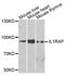 Interleukin 1 Receptor Accessory Protein antibody, PA5-76791, Invitrogen Antibodies, Western Blot image 