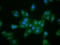 Muskelin 1 antibody, LS-C680866, Lifespan Biosciences, Immunofluorescence image 