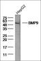 Growth Differentiation Factor 2 antibody, orb101796, Biorbyt, Western Blot image 