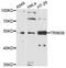 Tripartite Motif Containing 38 antibody, MBS127106, MyBioSource, Western Blot image 