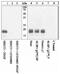 Eukaryotic Translation Initiation Factor 4E Binding Protein 1 antibody, 44-1170G, Invitrogen Antibodies, Western Blot image 