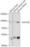Guanylate Cyclase 2D, Retinal antibody, A02625, Boster Biological Technology, Western Blot image 