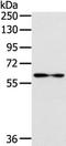 IL‑1 R5 antibody, TA322817, Origene, Western Blot image 
