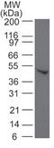 SMAD Family Member 6 antibody, TA336359, Origene, Western Blot image 