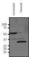 HRV3c Recognition Site antibody, NBP2-29904, Novus Biologicals, Western Blot image 