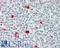 Purinergic Receptor P2Y11 antibody, LS-B11662, Lifespan Biosciences, Immunohistochemistry frozen image 