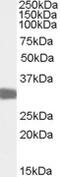 Lactate Dehydrogenase C antibody, MBS420137, MyBioSource, Western Blot image 