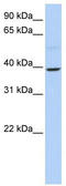Kruppel Like Factor 12 antibody, TA343667, Origene, Western Blot image 