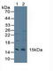 Cystatin C antibody, LS-C293616, Lifespan Biosciences, Western Blot image 