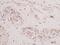 Thymic Stromal Lymphopoietin antibody, AHP1286, Bio-Rad (formerly AbD Serotec) , Immunohistochemistry paraffin image 