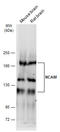 Neural Cell Adhesion Molecule 1 antibody, GTX111684, GeneTex, Western Blot image 