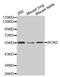 Reticulocalbin 2 antibody, MBS126642, MyBioSource, Western Blot image 