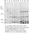 THADA Armadillo Repeat Containing antibody, 12909-1-AP, Proteintech Group, Western Blot image 