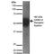 Gamma-Aminobutyric Acid Type A Receptor Epsilon Subunit antibody, LS-C774111, Lifespan Biosciences, Western Blot image 