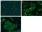 CD163 antibody, MA5-17716, Invitrogen Antibodies, Immunofluorescence image 