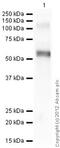 C-X3-C Motif Chemokine Receptor 1 antibody, ab8021, Abcam, Western Blot image 