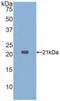 Tumor Necrosis Factor antibody, LS-C296862, Lifespan Biosciences, Western Blot image 