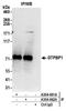 GTP Binding Protein 1 antibody, A304-662A, Bethyl Labs, Immunoprecipitation image 