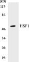 Heat Shock Transcription Factor 1 antibody, EKC1284, Boster Biological Technology, Western Blot image 