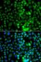 EPH Receptor A1 antibody, LS-C748359, Lifespan Biosciences, Immunofluorescence image 