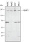 Ras GTPase-activating-like protein IQGAP1 antibody, AF5069, R&D Systems, Western Blot image 