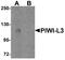 Piwi Like RNA-Mediated Gene Silencing 3 antibody, A14448, Boster Biological Technology, Western Blot image 