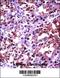 Heat Shock Transcription Factor 1 antibody, 57-547, ProSci, Immunohistochemistry frozen image 