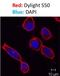 IgM antibody, NBP2-34422R, Novus Biologicals, Immunofluorescence image 