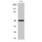 NFKB Inhibitor Beta antibody, LS-C380752, Lifespan Biosciences, Western Blot image 