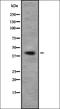 Transducer Of ERBB2, 1 antibody, orb378432, Biorbyt, Western Blot image 