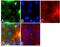 Occludin antibody, 40-4700, Invitrogen Antibodies, Immunofluorescence image 