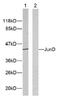 JunD Proto-Oncogene, AP-1 Transcription Factor Subunit antibody, ab28837, Abcam, Western Blot image 