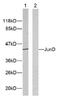 Transcription factor jun-D antibody, ab28837, Abcam, Western Blot image 