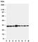 LIM And SH3 Protein 1 antibody, R30888, NSJ Bioreagents, Western Blot image 
