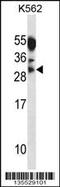 Myogenin antibody, 58-111, ProSci, Western Blot image 